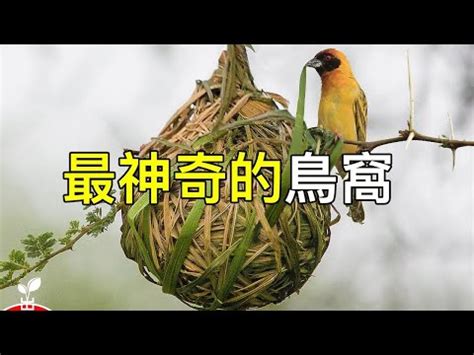 小鳥築巢 風水|家中小鳥巢的驚人效果